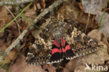 Dark Crimson Underwing (Catocala sponsa)