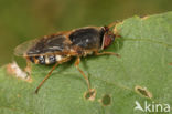 ornate brigadier soldier fly (Odontomyia ornata)