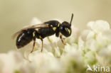 Gestippelde maskerbij (Hylaeus clypearis)