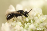 Gestippelde maskerbij (Hylaeus clypearis)