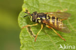 Saksische Fopwesp (Chrysotoxum verralli)