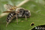 Slangenkruidbij (Osmia adunca)