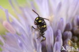 Kleine tuinmaskerbij (Hylaeus pictipes)