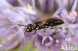 Kleine tuinmaskerbij (Hylaeus pictipes)