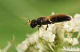 Gehoornde maskerbij (Hylaeus cornutus)