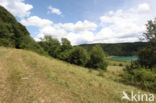 chalk grassland