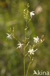 Vertakte graslelie (Anthericum ramosum)