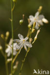 Vertakte graslelie (Anthericum ramosum)