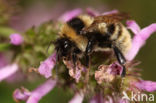 Donkere tuinhommel (Bombus subterraneus)