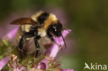 Donkere tuinhommel (Bombus subterraneus)