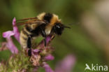 Donkere tuinhommel (Bombus subterraneus)