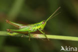 Small Gold Grasshopper (Euthystira brachyptera)