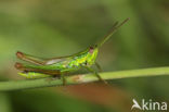 Small Gold Grasshopper (Euthystira brachyptera)