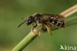 Groepjesgroefbij (Lasioglossum malachurum)