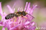 Halictus langobardicus