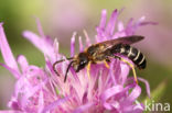 Halictus langobardicus