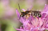 Halictus langobardicus