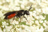 Pantserbloedbij (Sphecodes gibbus)