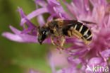 Halictus langobardicus