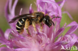 Halictus langobardicus