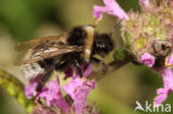 Tweekleurige koekoekshommel (Bombus bohemicus)