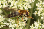 Doorzichtig gele melkzwever (Leucozona glaucia)