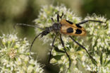 Pachyta quadrimaculata