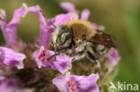 Grote harsbij (Anthidium byssinum)