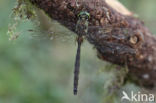 Metaalglanslibel (Somatochlora metallica)