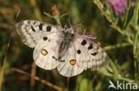 Apollo (Parnassius apollo)