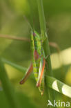 Small Gold Grasshopper (Euthystira brachyptera)