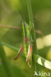 Kleine Goudsprinkhaan (Euthystira brachyptera)