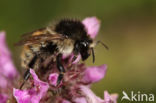 Brown-banded carder bee (Bombus humilis)