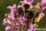 Red-shanked carder bee (Bombus ruderarius)