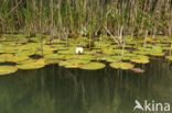 Witte waterlelie (Nymphaea alba)