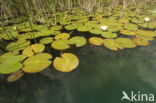 White Waterlily (Nymphaea alba)