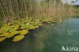 Witte waterlelie (Nymphaea alba)