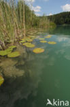 Witte waterlelie (Nymphaea alba)