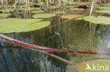 White-legged Damselfly (Platycnemis pennipes)