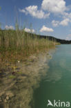 Lac de Narlay