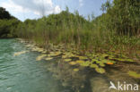 Lac de Narlay