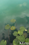 Witte waterlelie (Nymphaea alba)