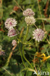 Masterwort (Astrantia major)