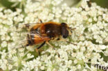 Snuitbijvlieg (Eristalis jugorum)