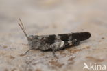 Red-winged Grasshopper (Oedipoda germanica)