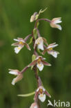 Marsh Helleborine (Epipactis palustris)