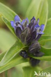 Cross Gentian (Gentiana cruciata)