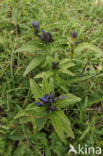 Kruisbladgentiaan (Gentiana cruciata)