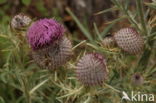 Wollige distel