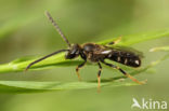 Slanke groefbij (Lasioglossum fulvicorne)